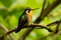 Kolibrik fialovohrdly - Lampornis calolaemus - Purple-throated Mountain-gem 4957